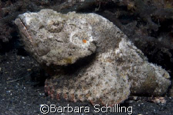 Lembeh Scorpionfish posing by Barbara Schilling 